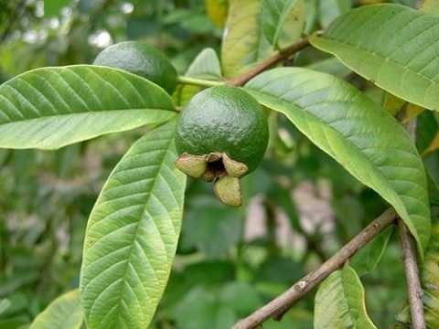 chua viem dai trang bang 3 bai thuoc dan gian de nhu tro ban tay