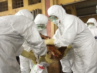 Hà Nội: Sẵn sàng đối phó với dịch cúm A/H7N9