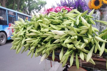 Hà Nội: Giá hoa loa kèn giảm nhẹ so với đầu mùa