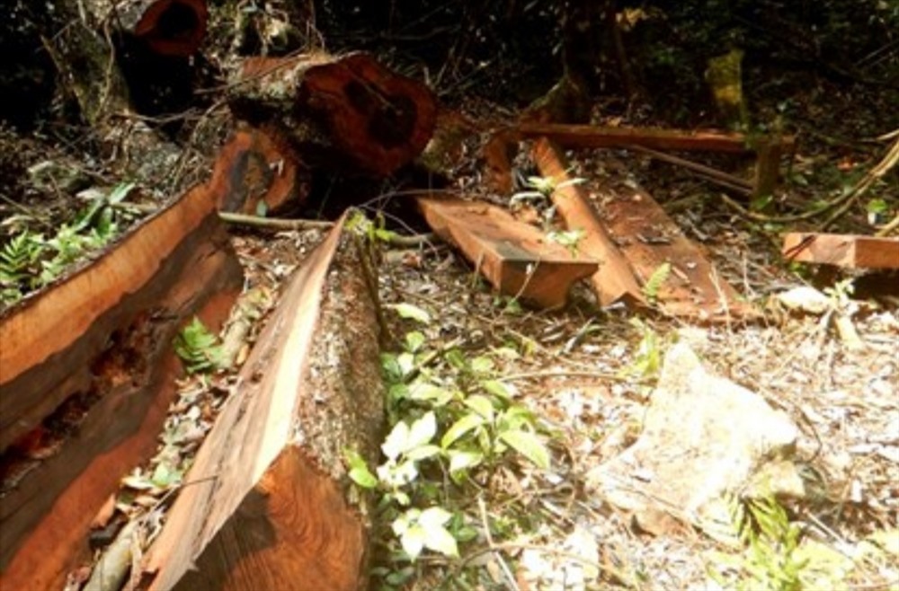 Phát hiện thêm một vụ phá rừng nghiêm trọng tại Quảng Bình