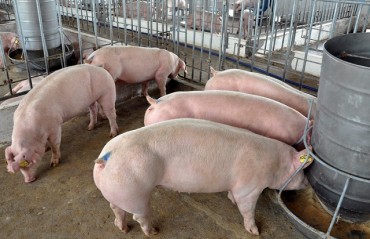 Giá lợn hơi tăng mạnh, vượt mốc 40.000 đồng/kg
