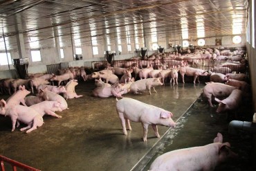 Giá thịt lợn tăng mạnh: Mừng ít lo nhiều?