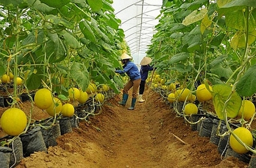 Nông nghiệp thời 4.0: Thiếu lao động có trình độ cao
