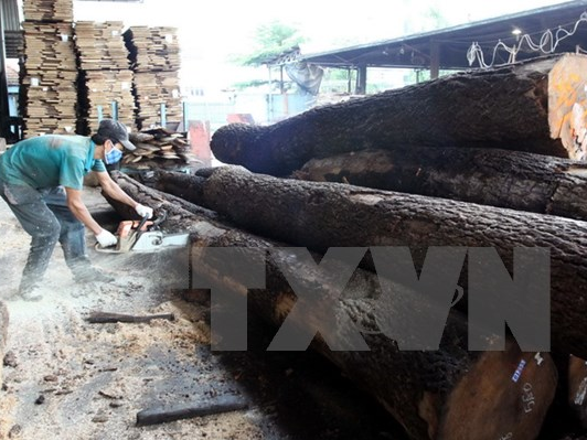 Doanh nghiệp Việt Nam đồng loạt nói “không” với gỗ bất hợp pháp