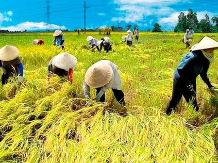Ô nhiễm môi trường có làm gạo kém chất lượng?