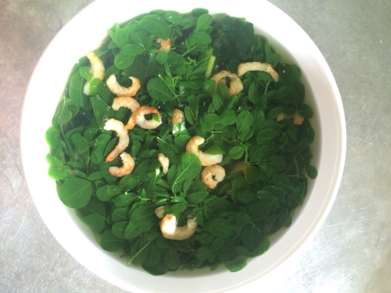 Chùm ngây và những giá trị dinh dưỡng cho bữa ăn chum ngay va nhung gia tri dinh duong cho bua an