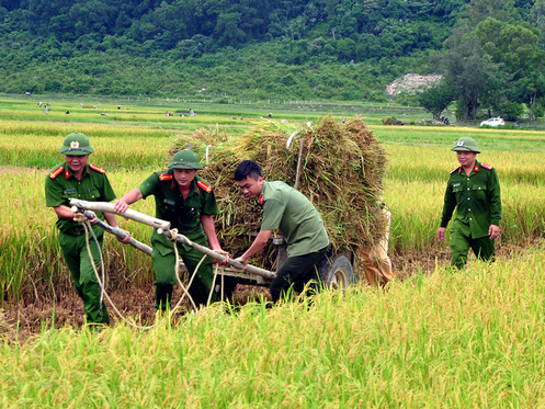 Công an giúp dân gặt lúa chạy bão