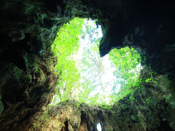 Phát hiện hang động hình trái tim ẩn mình trong khu rừng ngàn năm tuổi