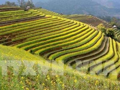 Ngẩn ngơ với thiên đường ruộng bậc thang Mù Cang Chải