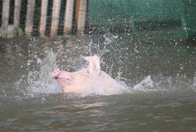 Làm giàu nhờ việc cho lợn... tập bơi và nhảy cầu