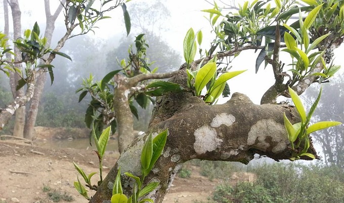 ky bi rung che co thu 1000 nam tuoi 1500m tren dinh khang su van