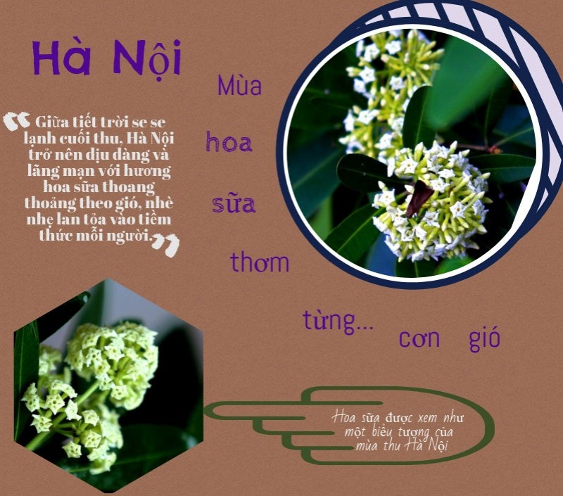 Hà Nội mùa hoa sữa thơm từng cơn gió