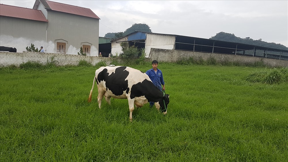Việt Nam chuẩn bị xuất khẩu sữa sang Trung Quốc