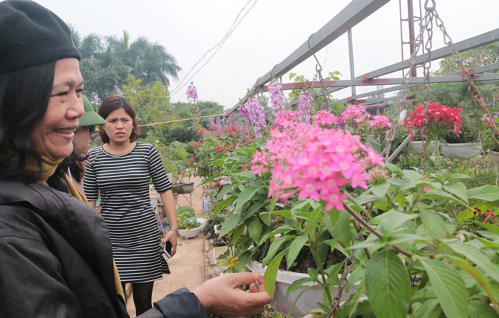 nguoi so huu tren 20000 goc hoa hong quy hiem tai ha noi