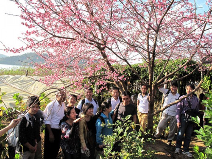 Cơ hội ngắm hoa anh đào Nhật Bản tại Hà Nội