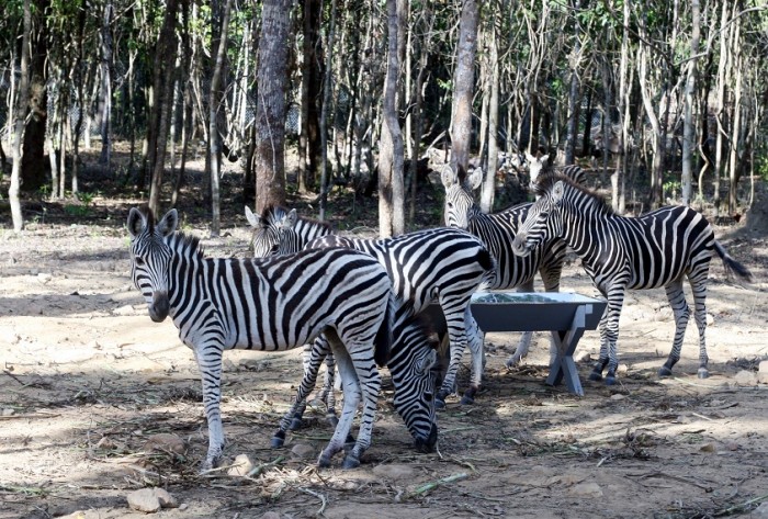 Không có sư tử, hổ, báo, tê giác bị chết tại Safari Phú Quốc