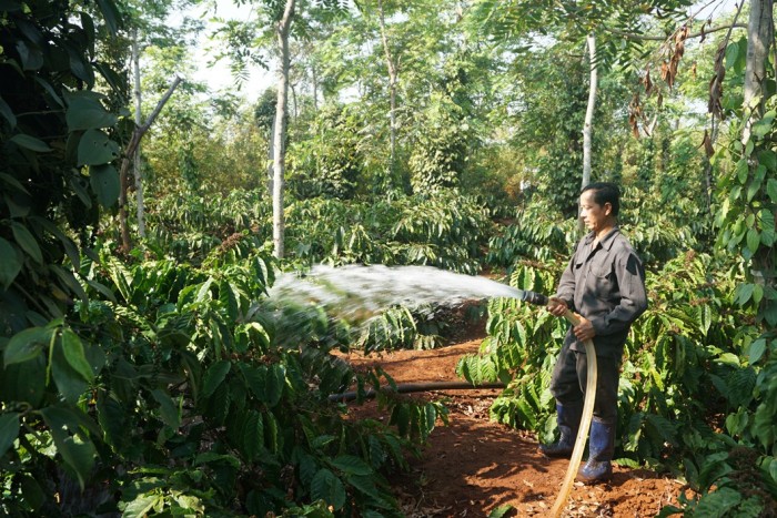 Sáng kiến tiết kiệm nước trên vườn cà phê