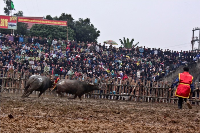 Độc đáo hội chọi trâu Hải Lựu Độc đáo hội chọi trâu Hải Lựu