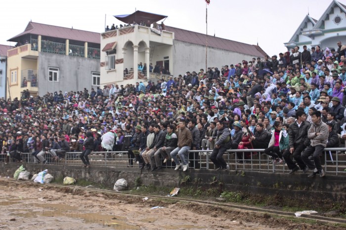 Độc đáo hội chọi trâu Hải Lựu Độc đáo hội chọi trâu Hải Lựu