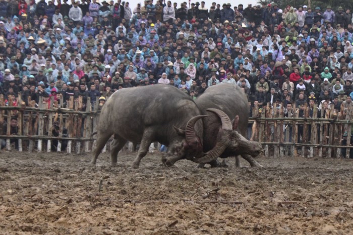 Độc đáo hội chọi trâu Hải Lựu Độc đáo hội chọi trâu Hải Lựu
