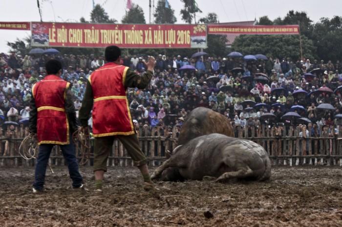 Độc đáo hội chọi trâu Hải Lựu Độc đáo hội chọi trâu Hải Lựu