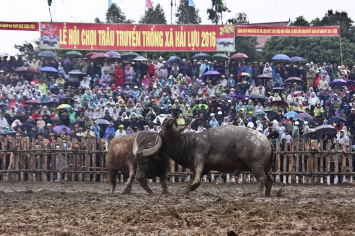 Độc đáo hội chọi trâu Hải Lựu Độc đáo hội chọi trâu Hải Lựu