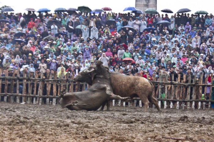 Độc đáo hội chọi trâu Hải Lựu Độc đáo hội chọi trâu Hải Lựu