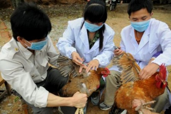 Chưa phát hiện người nhiễm cúm A(H5N1), (H5N6), (H7N9)