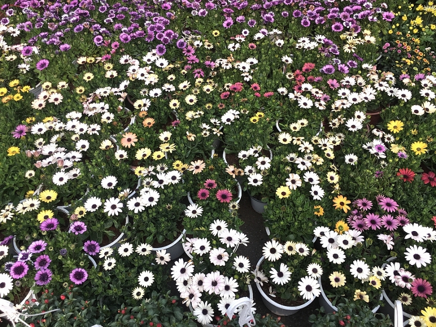 Chợ hoa Vạn Phúc rộn ràng vào Xuân