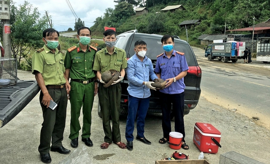 Đội Cứu hộ tiếp nhận 2 cá thể Tê tê từ đại diện Phòng  Cảnh sát Kinh tế, công an tỉnh Điện Biên