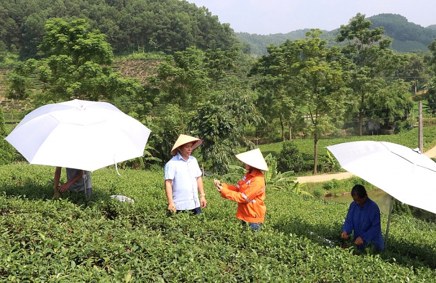 Chè VietGAP và chè hữu cơ: Hướng đi mới cho cây chè tại Thái Nguyên