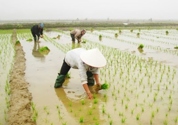 Thanh Hóa hỗ trợ gần 41 tỷ đồng cho các hộ nông dân có lúa, mạ bị chết rét