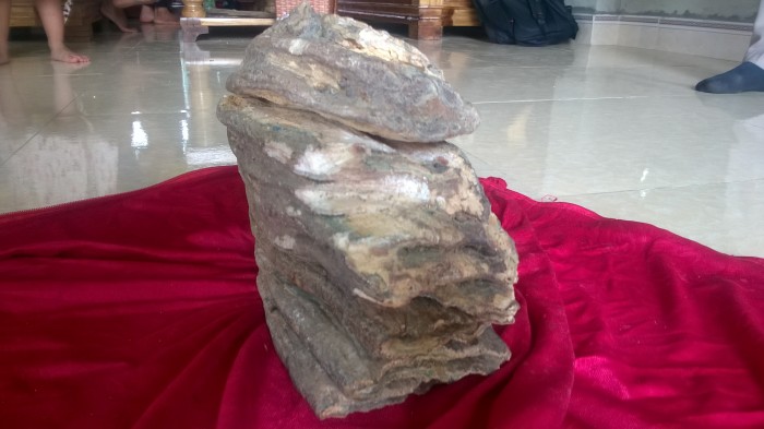 Phát hiện hàm răng hóa thạch nghi của voi ma mút Phát hiện hàm răng hóa thạch nghi của voi ma mút