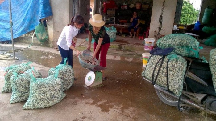 Thanh Hoá: Người dân vui mừng vì giá ngao tăng trở lại