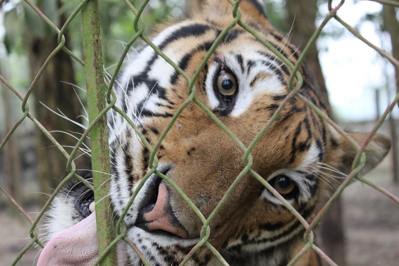 Cần sớm chấm dứt việc nuôi hổ “ngoài vòng pháp luật”