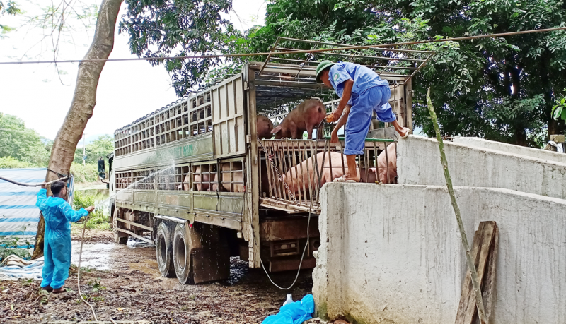Trại chăn nuôi lợn gây ô nhiễm ở huyện Thạch Thất: Ủy ban nhân dân huyện chỉ đạo xử lý