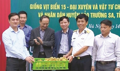 Cha đẻ của dòng vịt biển 15 - Đại Xuyên