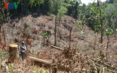 Nhiều chính sách đầu tư bảo vệ và phát triển rừng