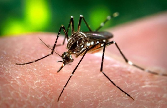 Bệnh do virus Zika đã lây lan ra 36 nước