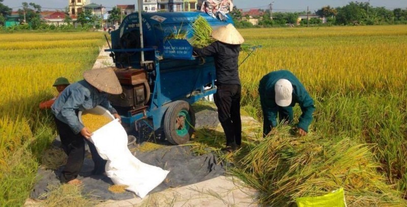 Đẩy mạnh cho vay thúc đẩy sản xuất, tiêu thụ lúa gạo