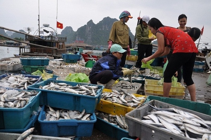 Gần 4000 lượt ngư dân được hỗ trợ khắc phục thiệt hại do cá chết bất thường