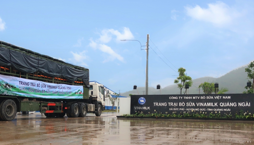 Vinamilk đón thành công 2.100 cô bò sữa từ Mỹ về trang trại mới tại Quảng Ngãi