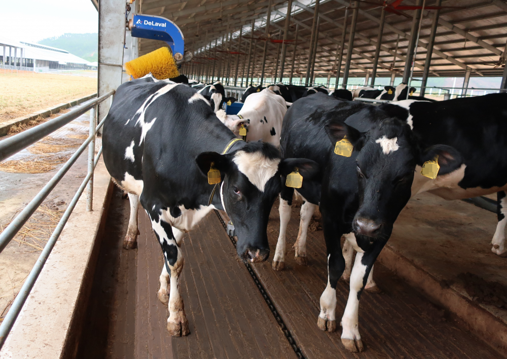Vinamilk đón thành công 2.100 cô bò sữa từ Mỹ về trang trại mới tại Quảng Ngãi