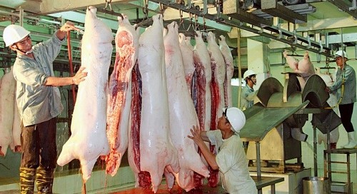 Giá thịt lợn hơi sẽ giảm còn từ 65.000 đến 60.000 đồng/kg