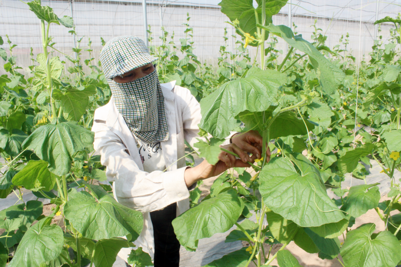 Hà Nội mở rộng thêm diện tích sản xuất rau an toàn