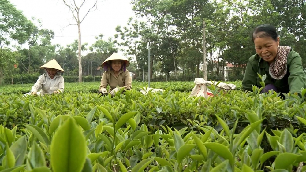 Tháo gỡ khó khăn, vướng mắc các dự án khối nông nghiệp trên địa bàn huyện Ba Vì