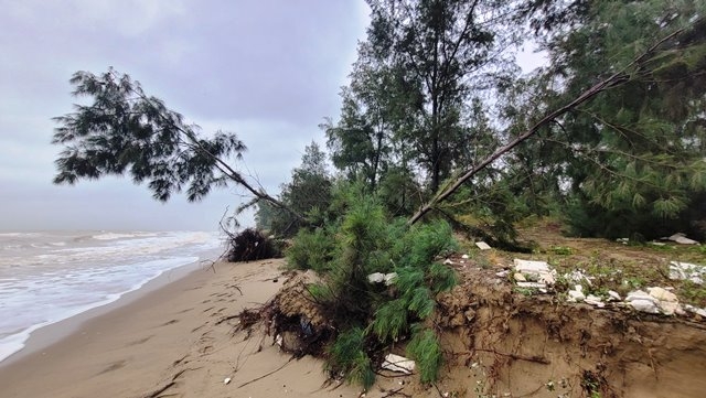 Hà Tĩnh: Sạt lở bờ biển, hàng chục héc ta rừng phòng hộ bị uy hiếp