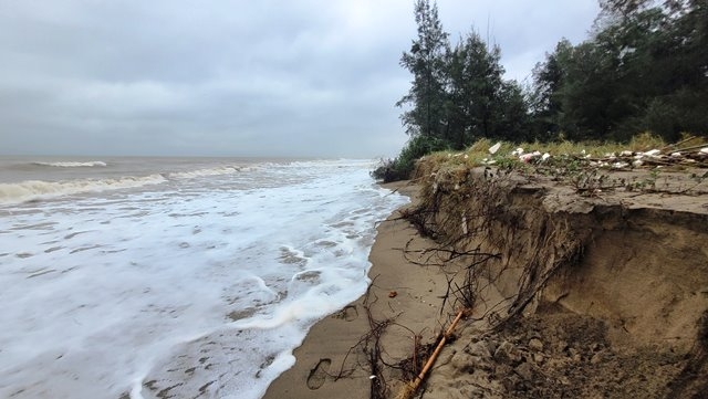 Hà Tĩnh: Sạt lở bờ biển, hàng chục héc ta rừng phòng hộ bị uy hiếp