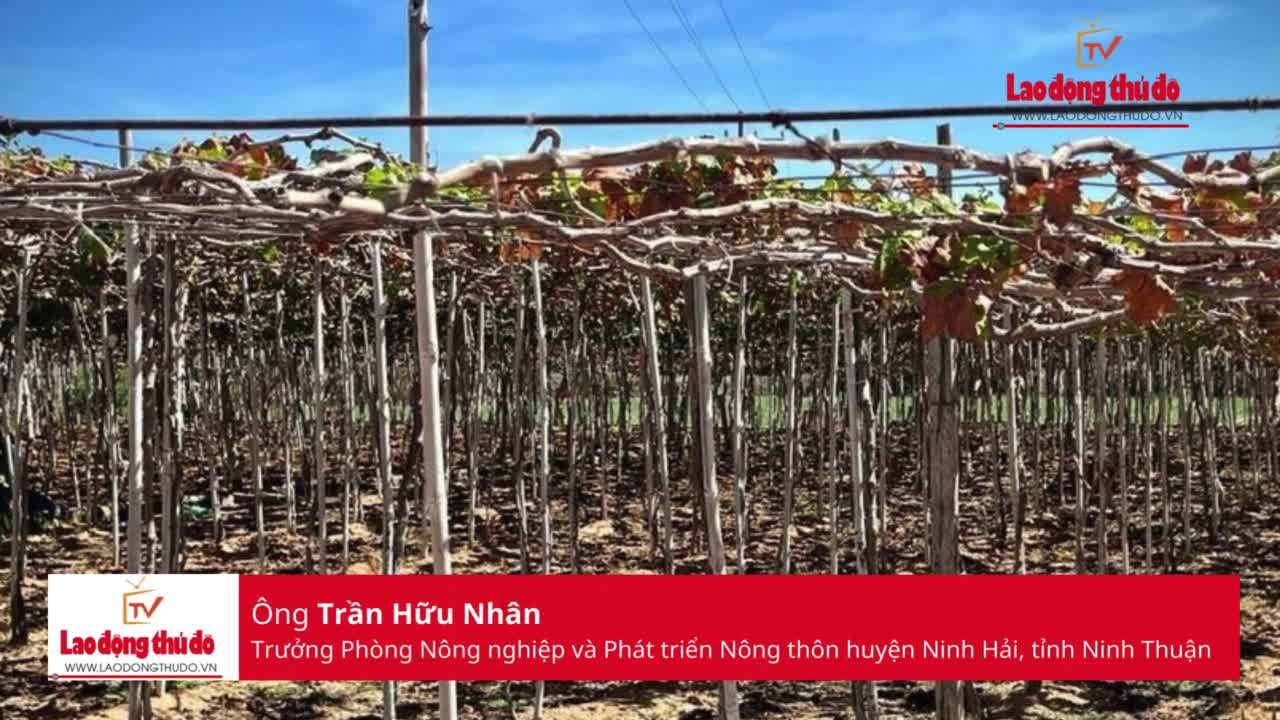 Tìm lời giải bài toán ứng phó thiếu nước cho 190 hecta nho Ninh Thuận