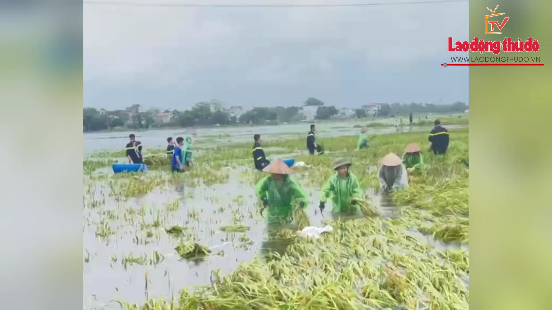 Công an thị xã Sơn Tây xuống đồng, giúp dân gặt lúa